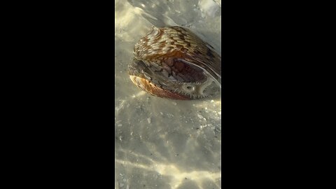 Alive Nine Armed Seastar & Giant Atlantic Cockle! | 4K