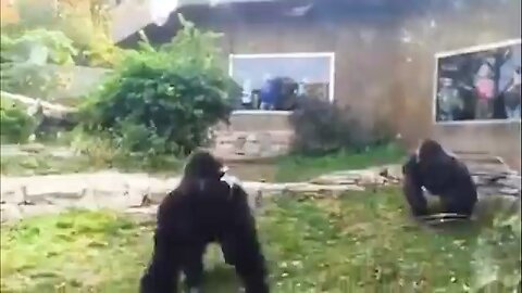 Animal fights caught on camera