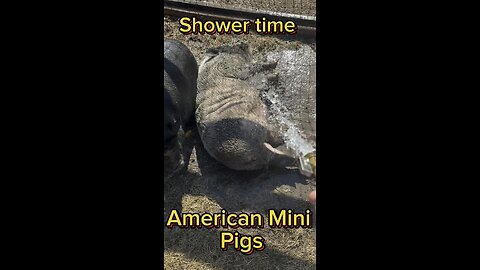 Porky and Peppa enjoying a refreshing shower mixed with a mud bath.