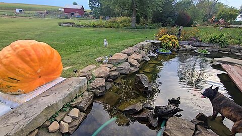 DUCK POND Expansion! _ Prepping And Staging! // Whitt Acres