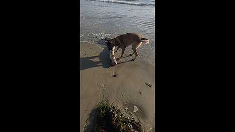 Rex the stick master!