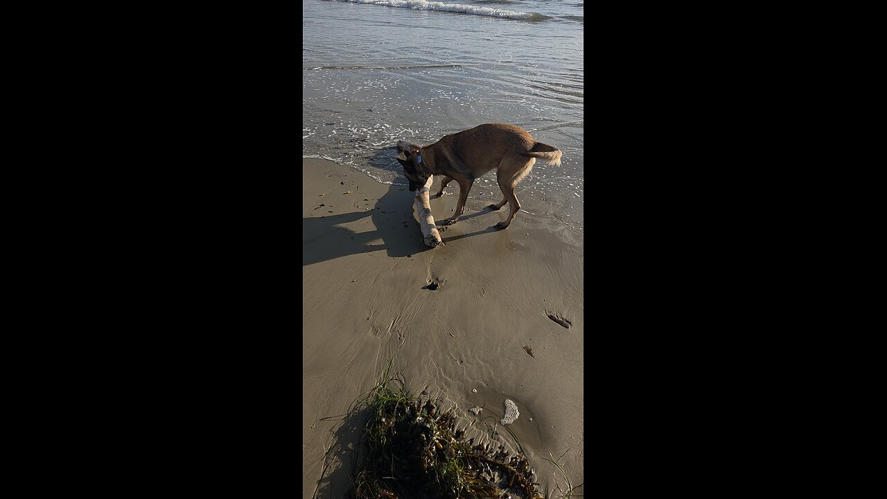 Rex the stick master!