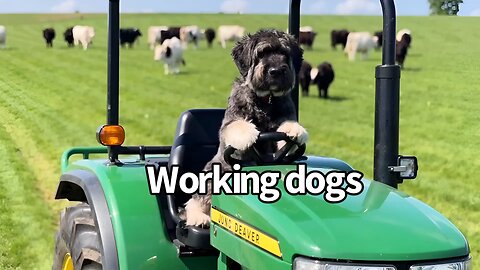 Working Dogs Trainer