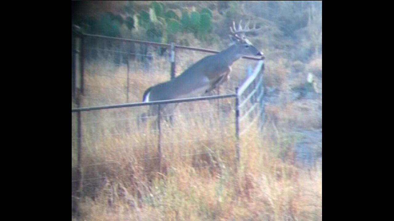 Chasing the Dream: My Biggest Whitetail Yet