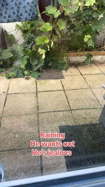 Kitten Elvis wants out