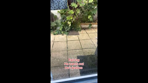 Kitten Elvis wants out