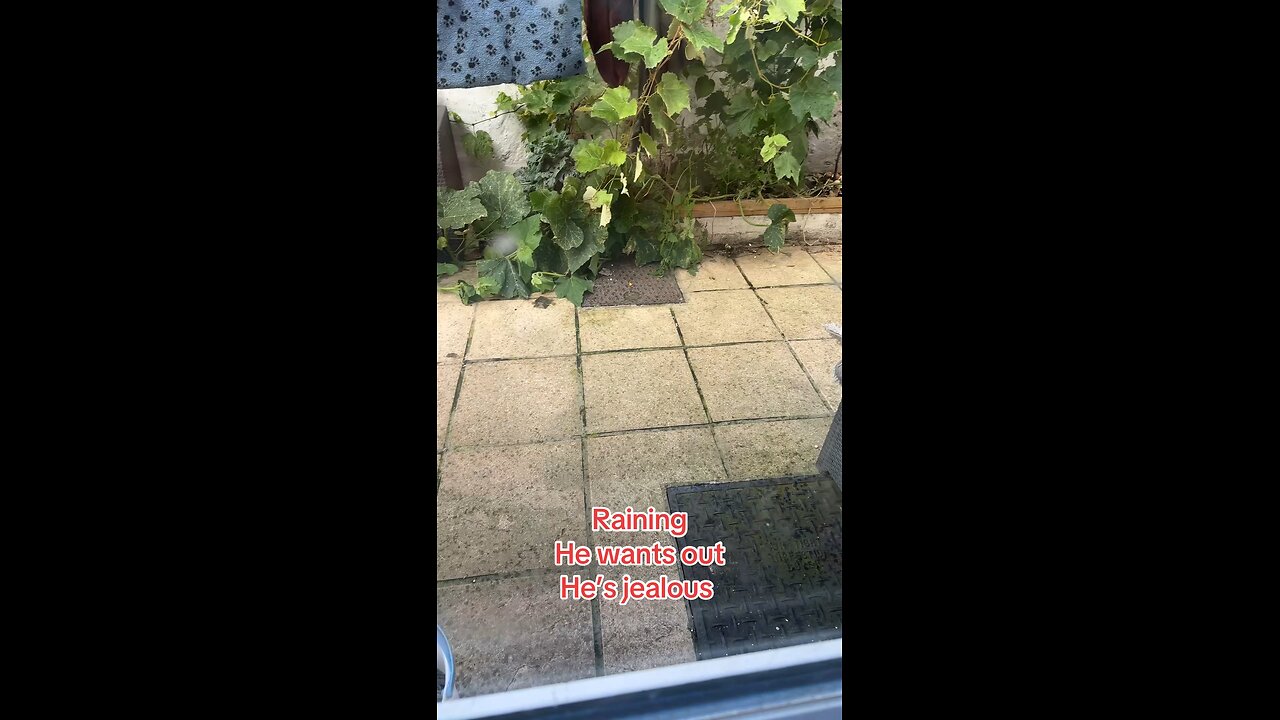 Kitten Elvis wants out
