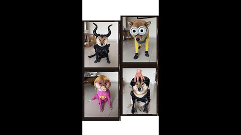 Funny Dog Cosplay – Maleficent, Minion, Miss Piggy & Wednesday!