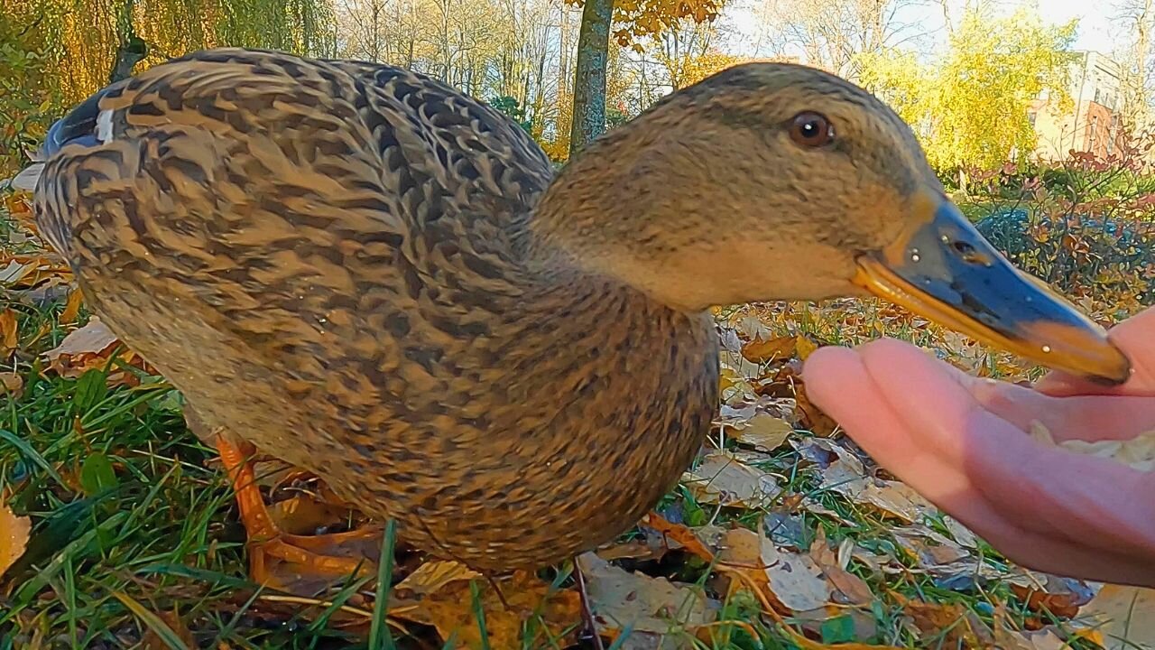 Watching Closely As Mallard Duck Hen Munches Her Oats