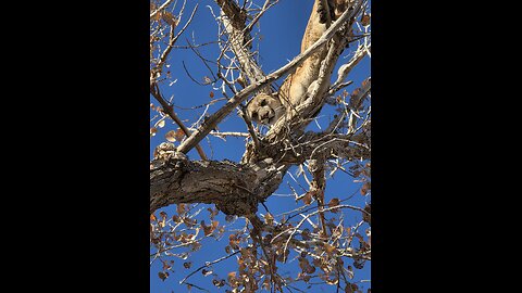 Bobcat, Fox, Lion hounds oh my!