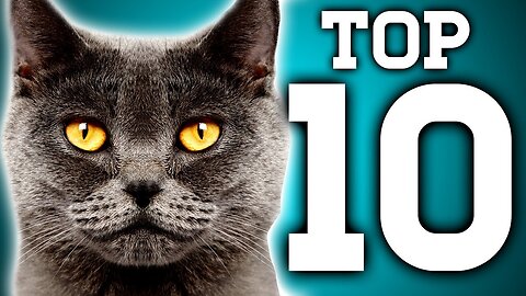 top 10 facts about cats!