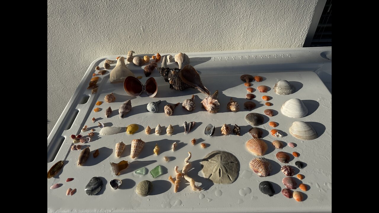 Beach Finds 12/8/2025 | 4K