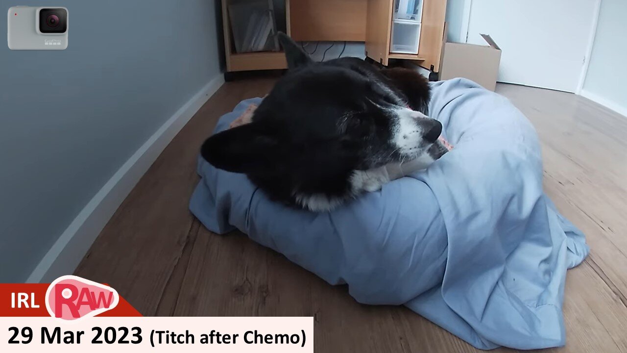 29 Mar 2023 - Titch the Borgi after 2nd Chemo