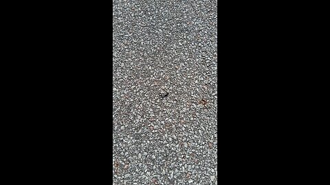 praying mantis