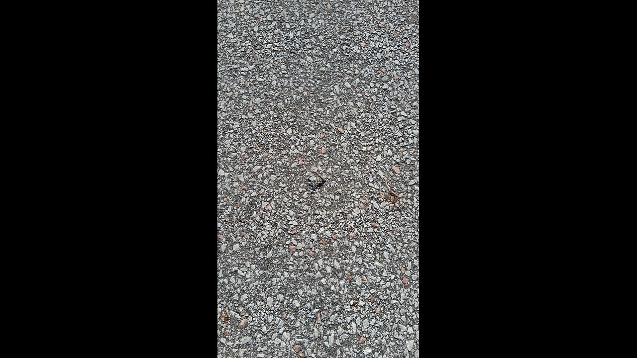 praying mantis