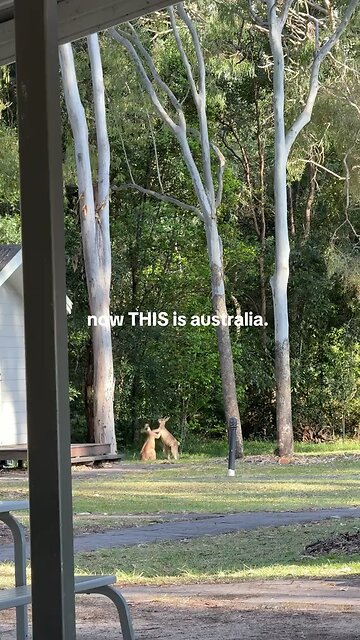 Kangaroos fighting 🦘🦘