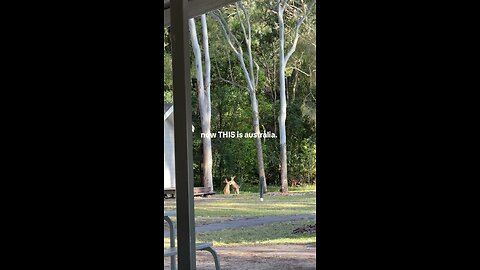 Kangaroos fighting 🦘🦘