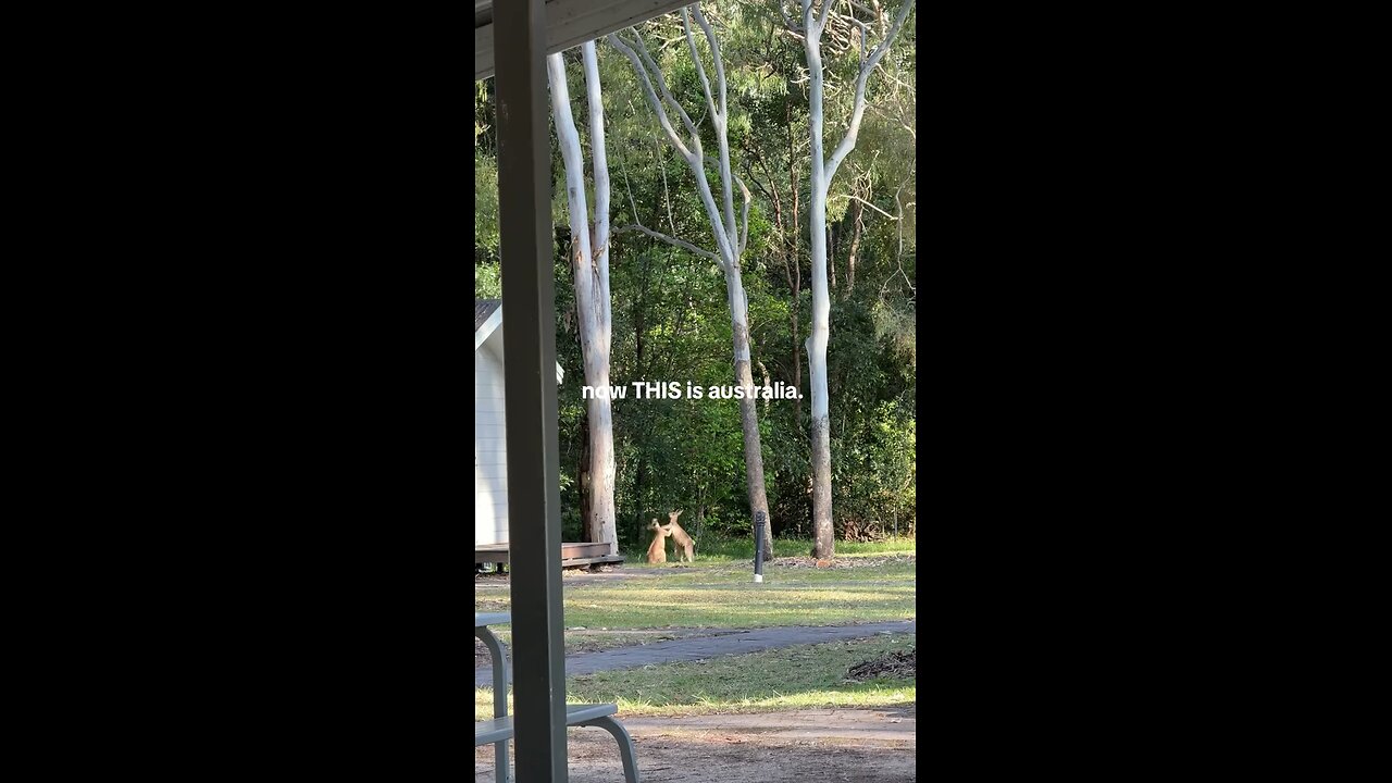 Kangaroos fighting 🦘🦘