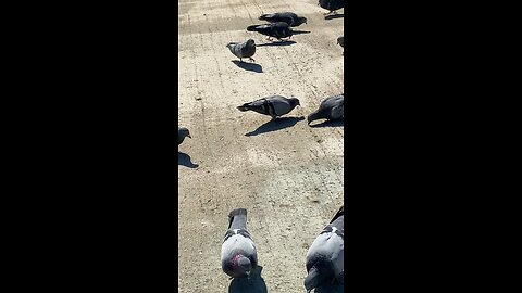 Pigeons #pigeons #shorts #followme #trending #viral #pigeon