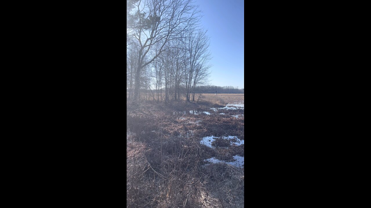 The Sandhills cranes were out in full force at Wheeler Wildlife Refuge!!!