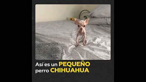 No, no es Dobby de Harry Potter, es un chihuahua pequeñito