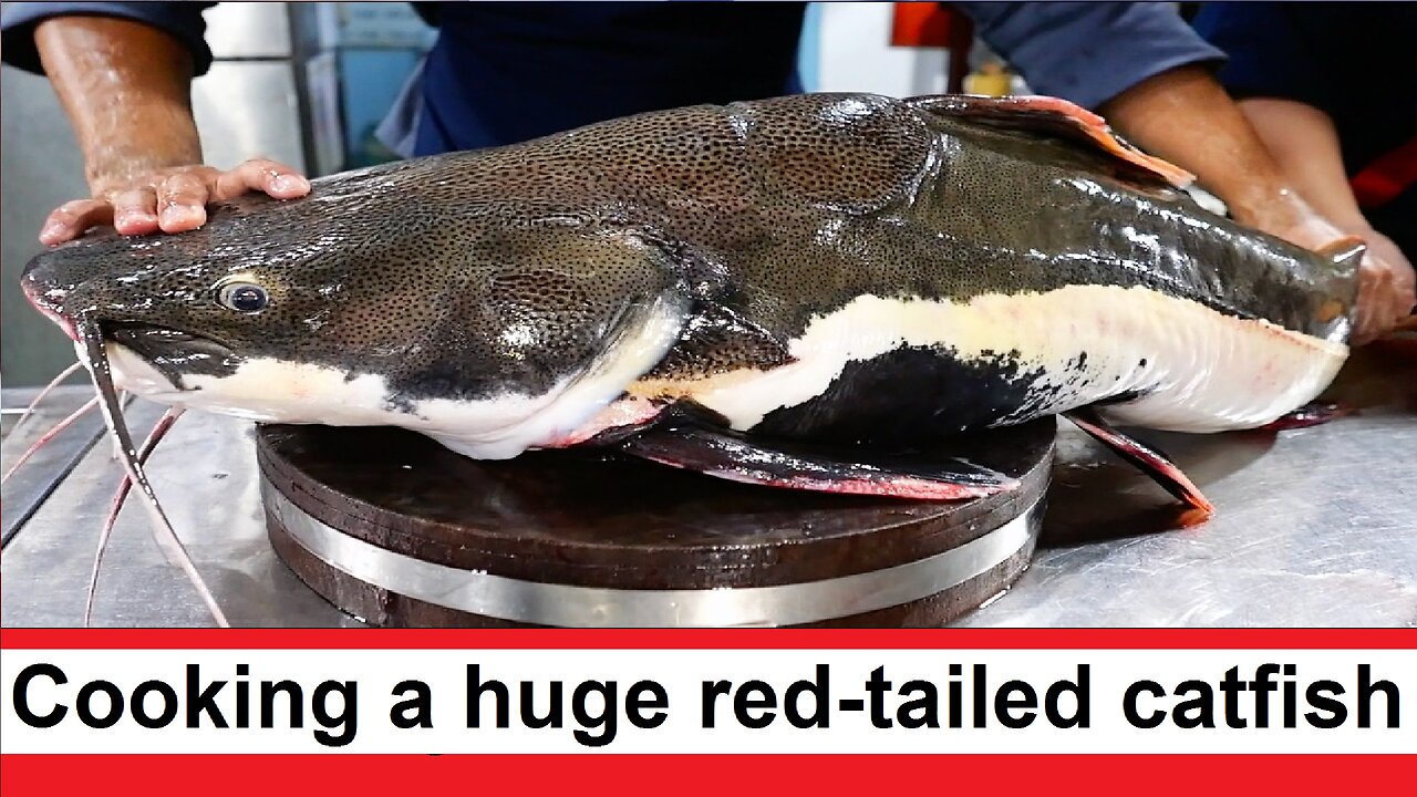 Cooking a huge red-tailed catfish