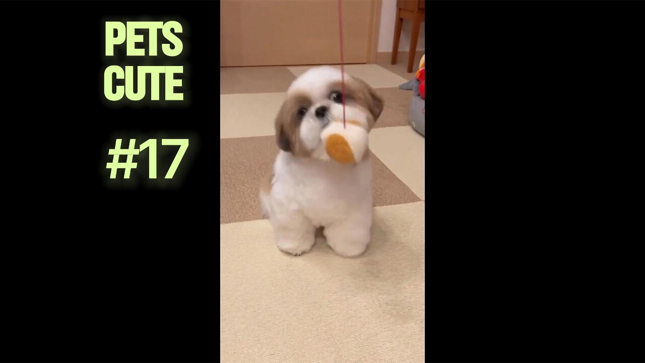 Pets Playing Hide and Seek: You Can See Them, But They Can't.