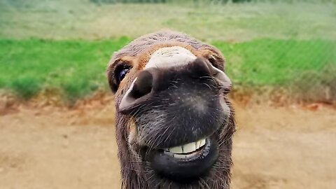 Funniest Animal Videos Ever