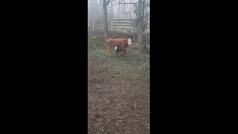 Rufus Jr.? Viral Bull Look-Alike at Just 2 Weeks Old 🐂
