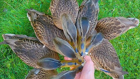 Mallard Duck Ducklings 7 Headed Hydra with Oats