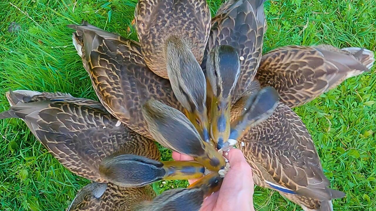 Mallard Duck Ducklings 7 Headed Hydra with Oats