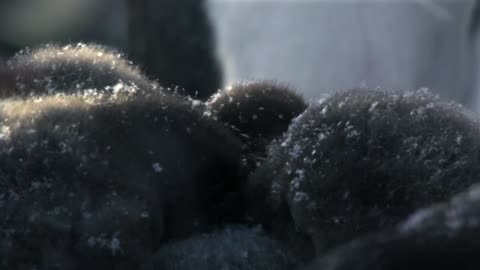 Los animalitos de Andy - T01E09 - Nadando