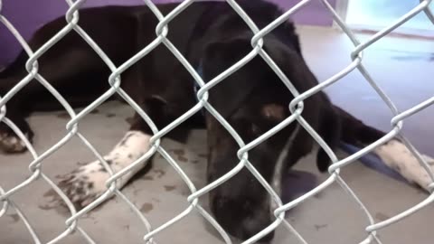 Piper 2y Pet Id 949568 kennel 16 HSSAZ shelter20251004788