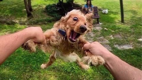 Funniest Animals of the Week