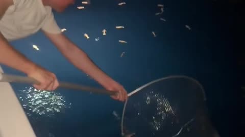 🤯🦐 Insane: Never Seen So Many Rock Shrimp Before! | FeedMyCuriosity