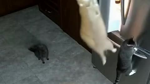 Midnight Cat Heist: Refrigerator Raid Caught on Security Camera!