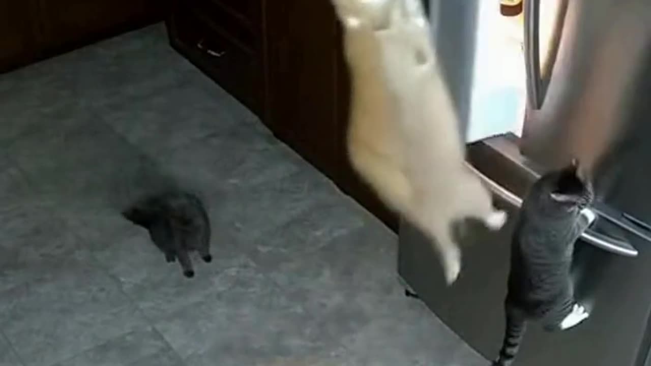 Midnight Cat Heist: Refrigerator Raid Caught on Security Camera!