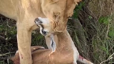 Feasting Tiger eat show the savage beauty of nature