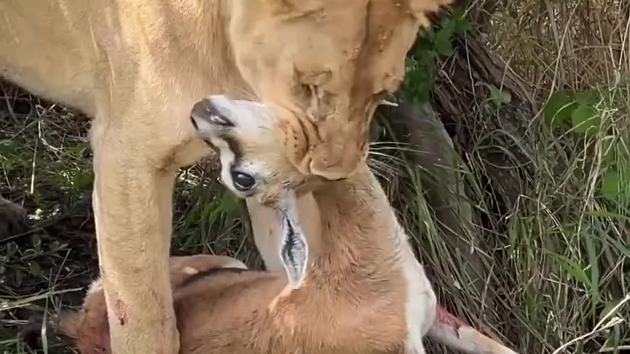 Feasting Tiger eat show the savage beauty of nature