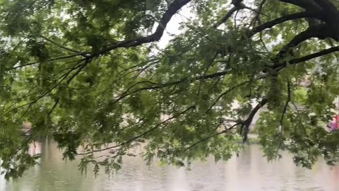 My Daily Life Vlog Short Clip Series Part 311 📷📷