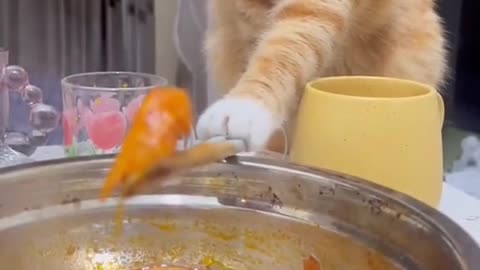 Cats Make Eating an Oscar-Worthy Performance