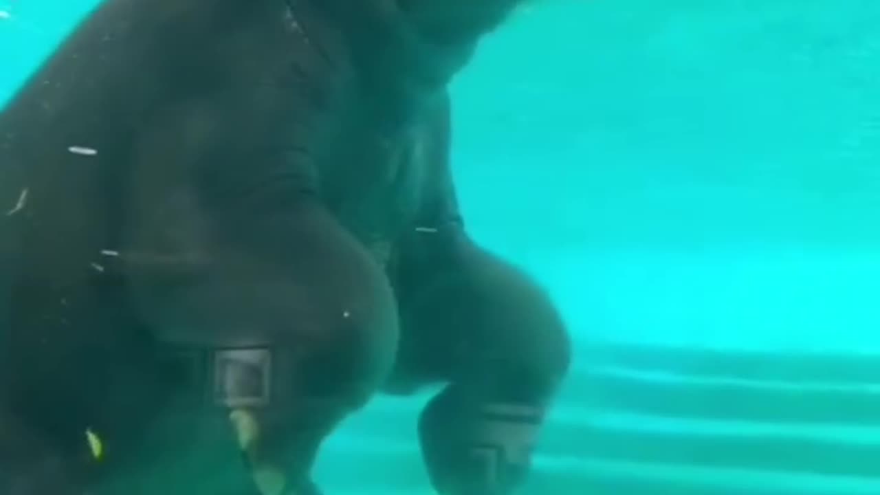 Swimming Elephant