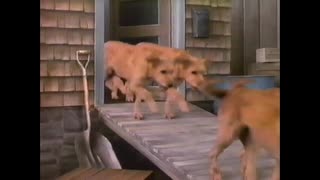 February 10, 1992 - Pet-Tested Dog Foods