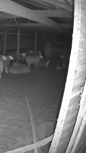 Pitbull Defends the Farm #pitbull #cctv #rescue #hero