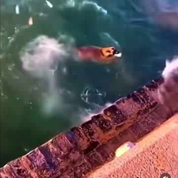 Dog makes 8 billion people feel ashamed