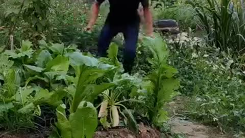 Garden Security Guard is Sleeping 🌿🧑‍✈️🙄 #shorts #garden #farming