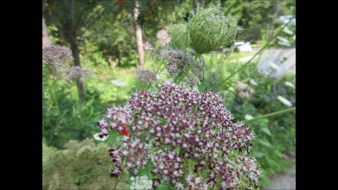 DNA Red Queen Anne's Lace July 2024