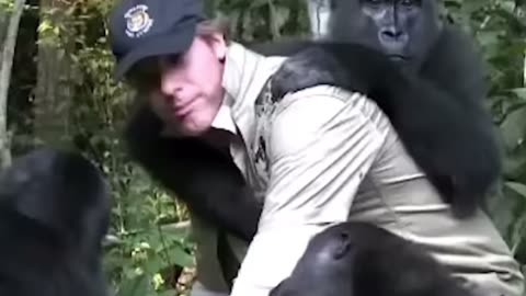 Everyone warned him to not meet the gorilla he raised