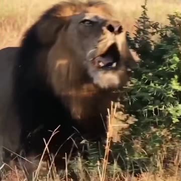 The Harem of the Jungle King.