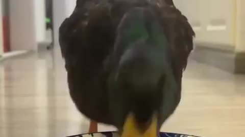 Dinner is served